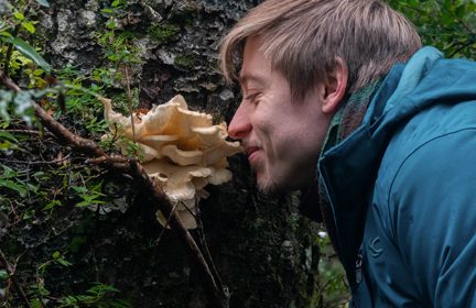 Diplomado Fungi